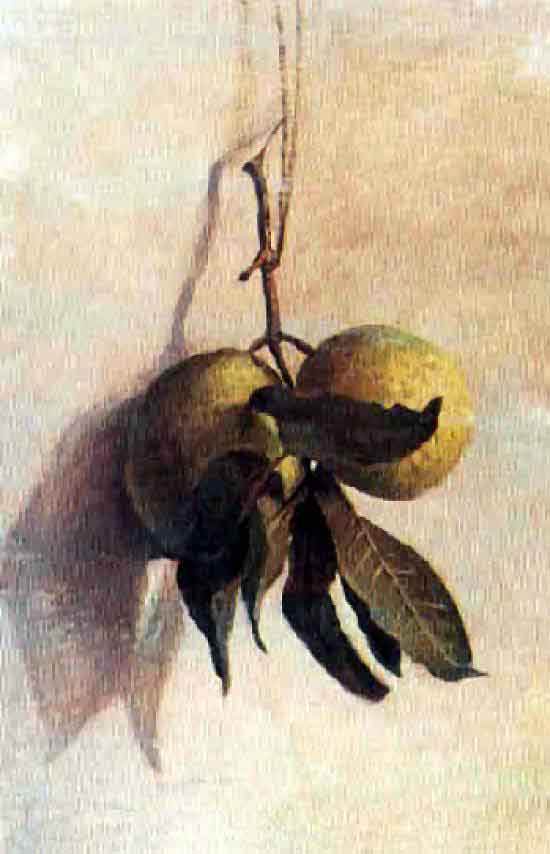 Benedito Calixto Guava